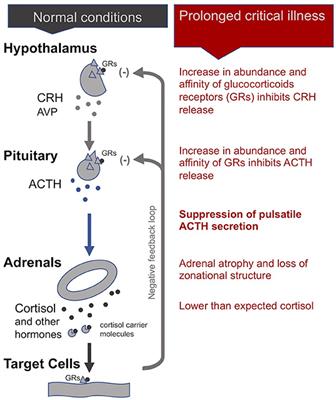 Hypothesis: Mechanisms That Prevent Recovery in Prolonged ICU Patients Also Underlie Myalgic Encephalomyelitis/Chronic Fatigue Syndrome (ME/CFS)